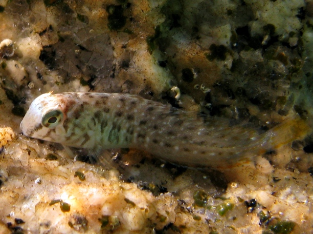 Parablennius sanguinolentus (esemplare giovane)